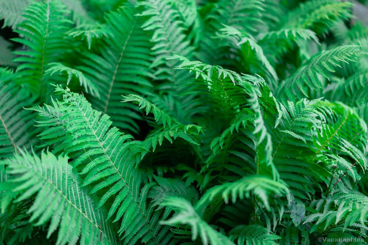 My photo of ferns along the way