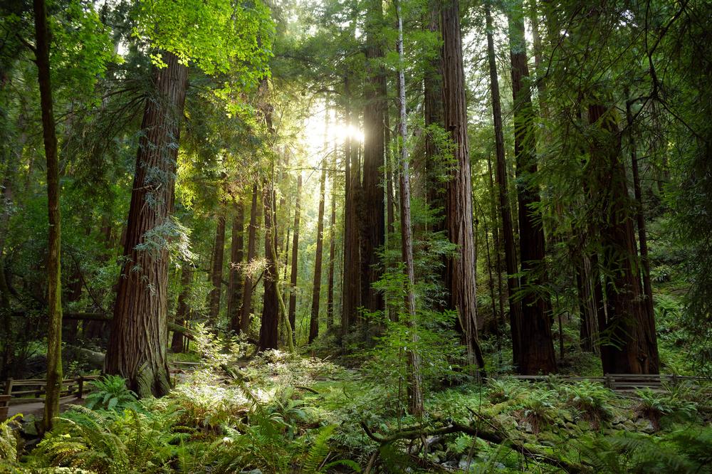 See towering redwoods, walk along shaded trails, and discover a peaceful forest escape.