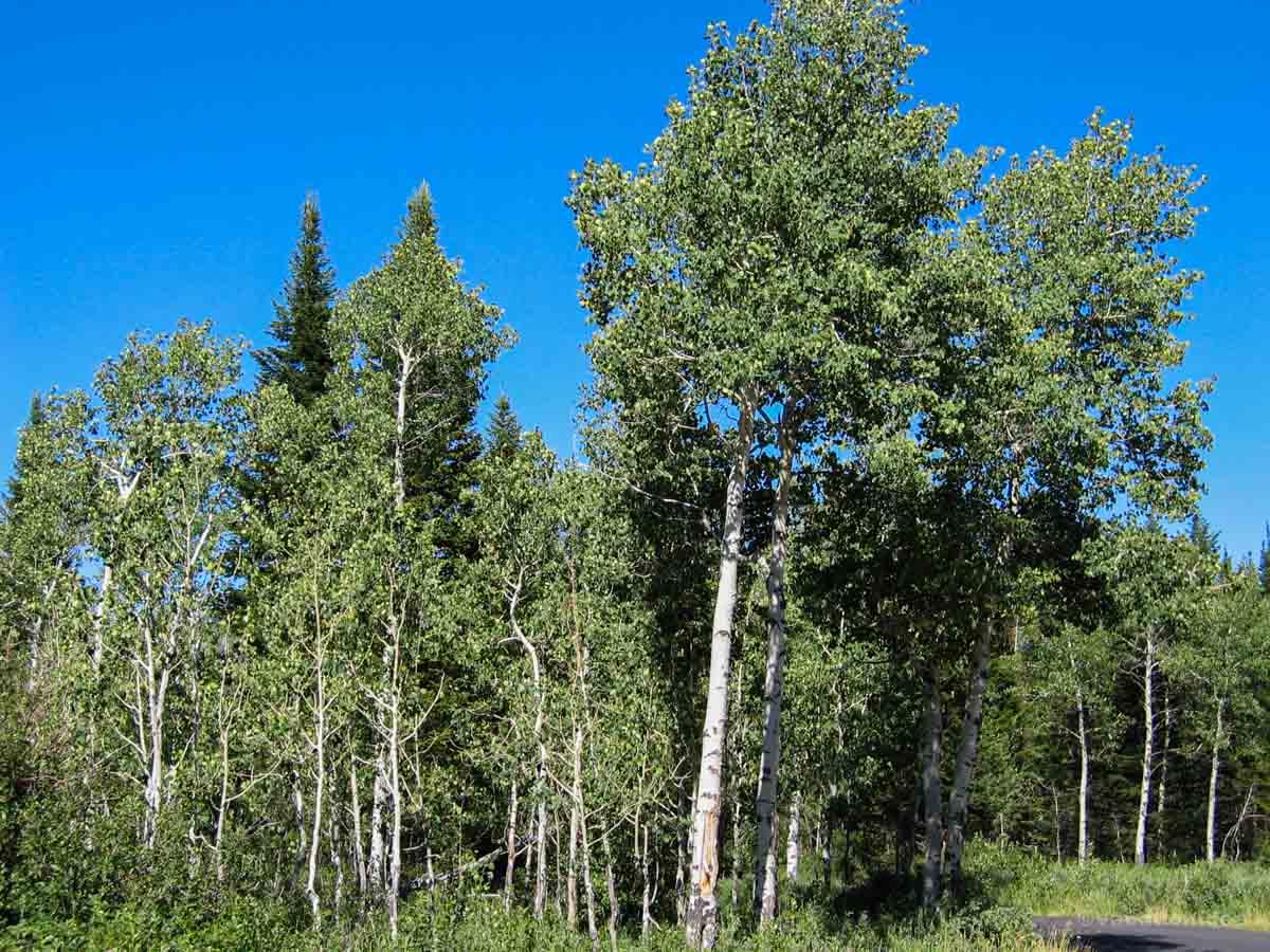 My photos of trees on our drive through Montana