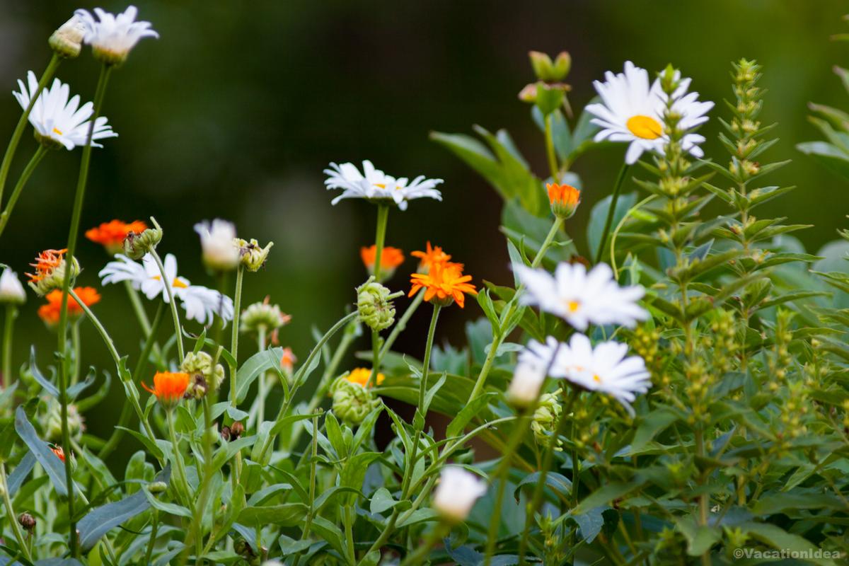 My photos of flowers in the summer