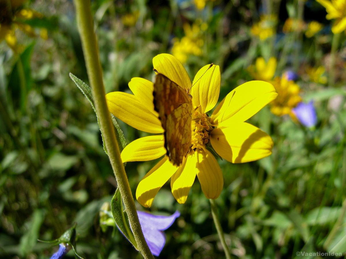 My photo of flowers