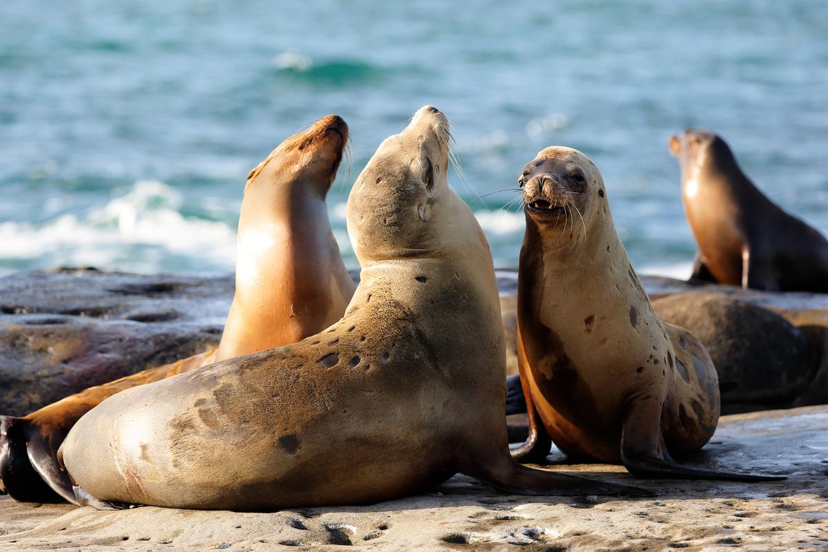 Seals at La Jolla Cove 