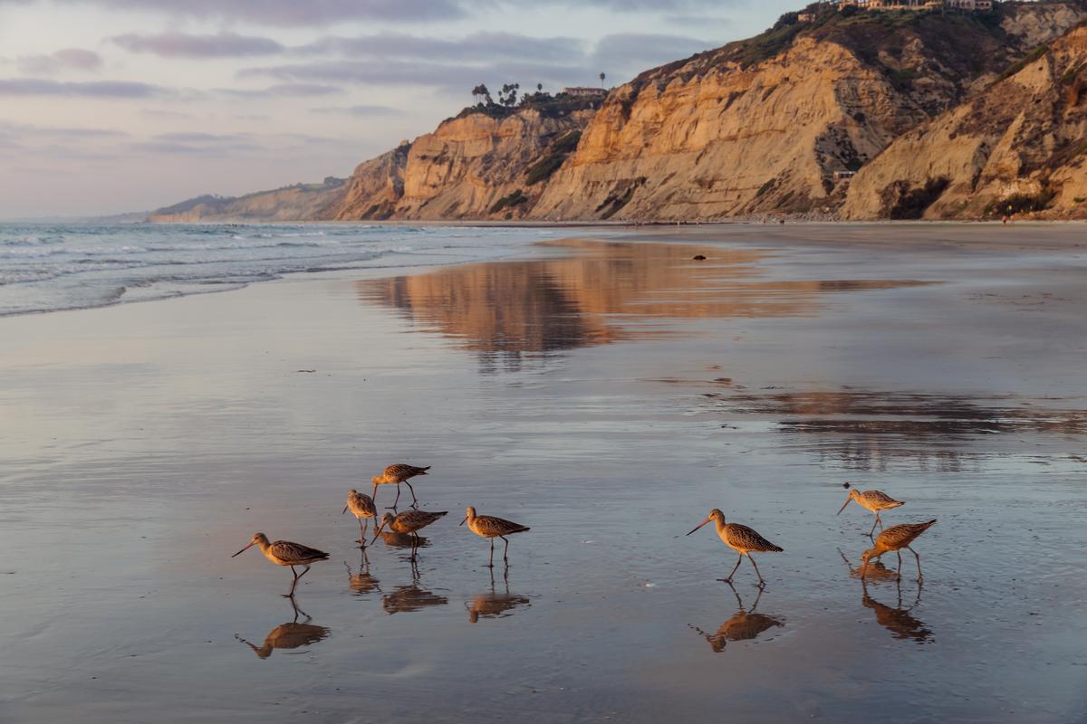 Cliffside Calm and Ocean Color in La Jolla