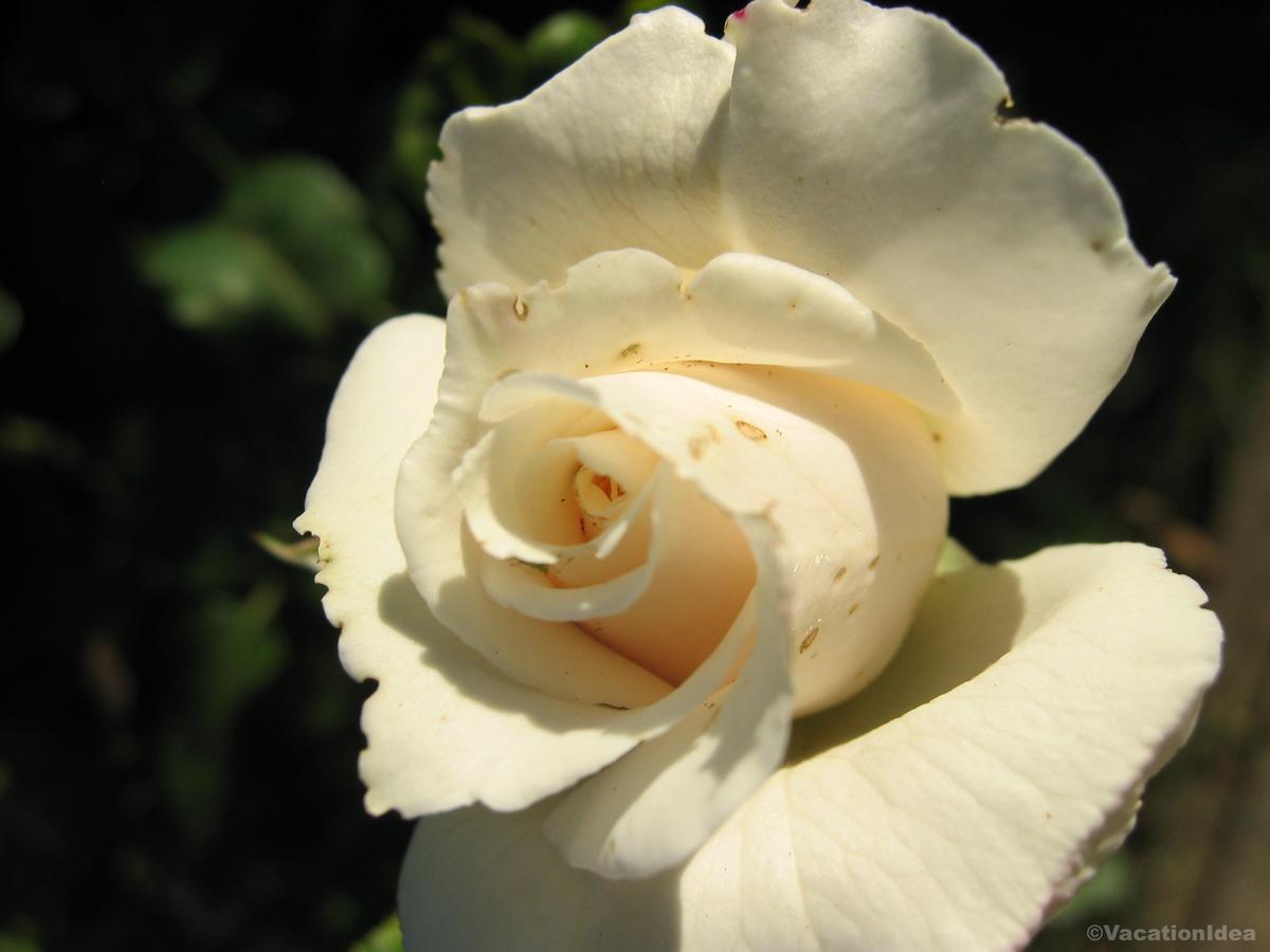 My photo of a rose at Mission Basilica San Buenaventura