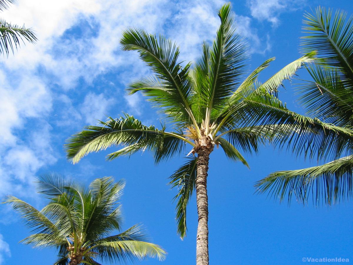 I took this photo of palm trees in Long Beach on a sunny day