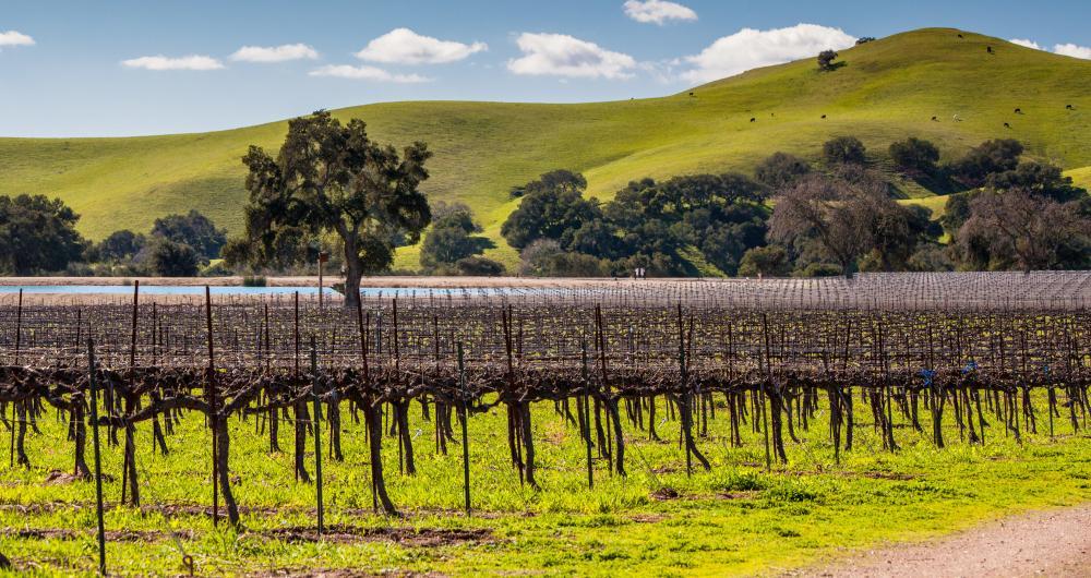 Golden Afternoons in Los Olivos, CA