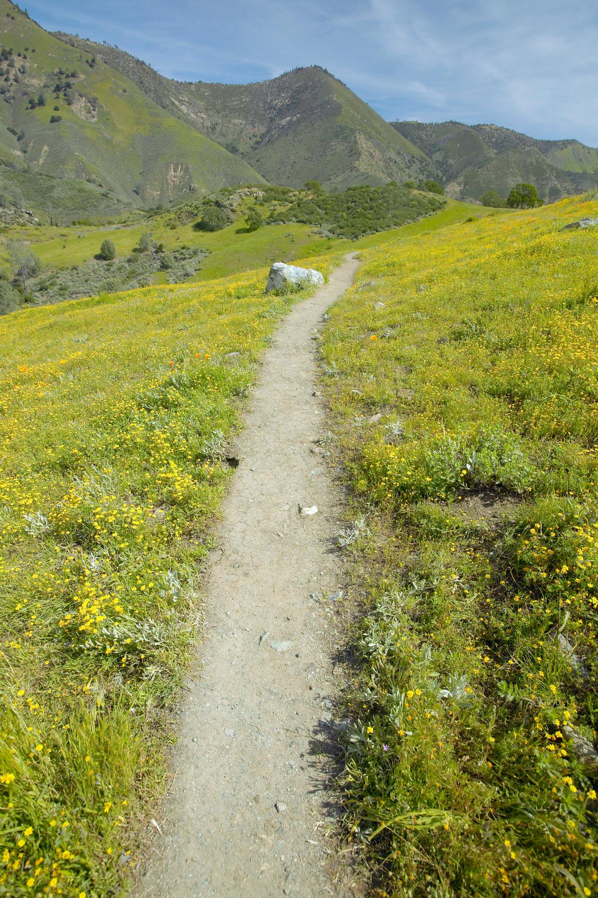 Walking path through spring flowers in Los Olivos, CA