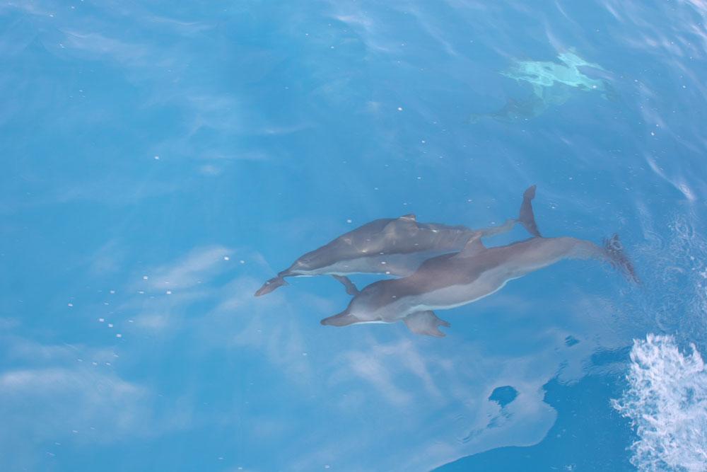 Ride the Waves of Wonder with Wild Side Specialty Tours