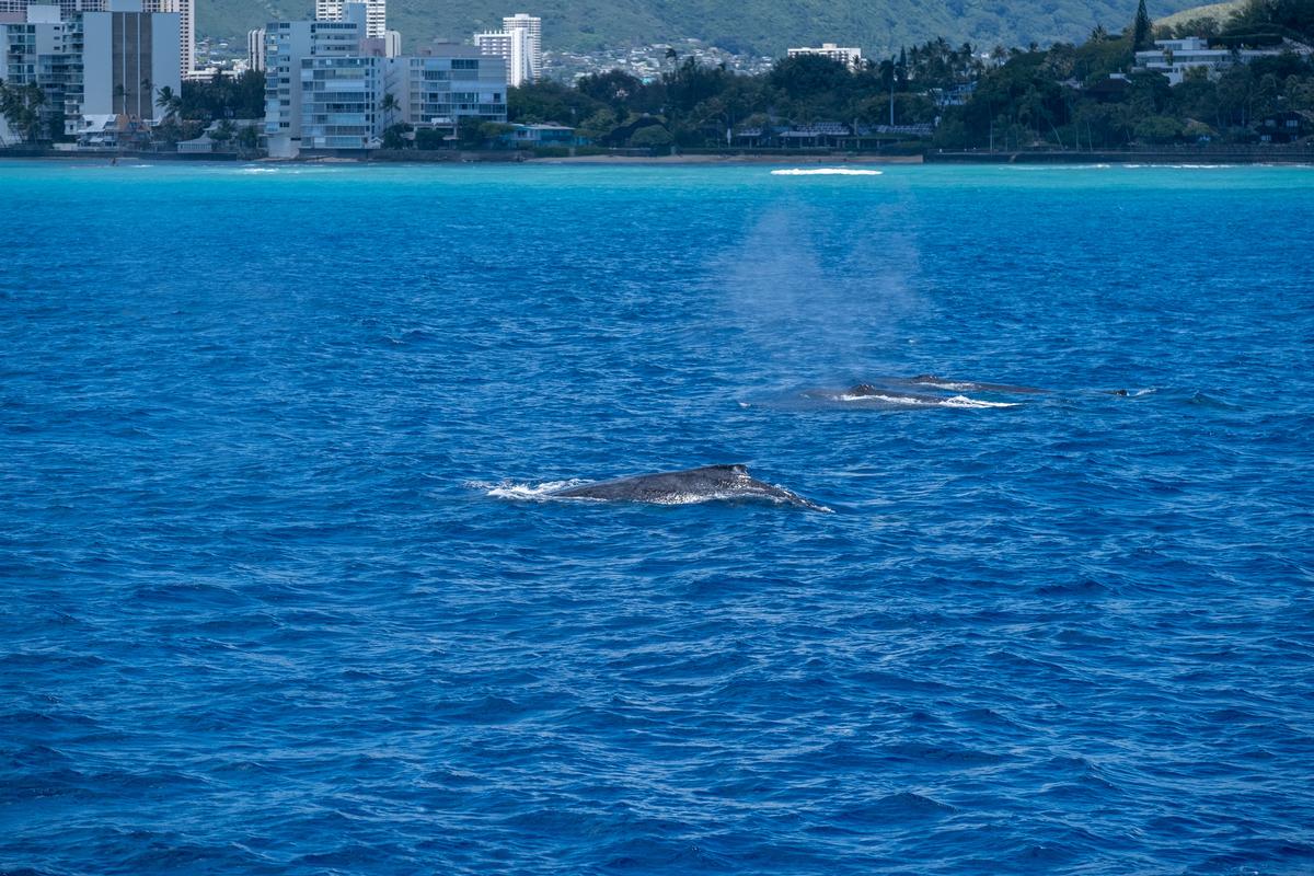 Two whales spout together in blue waters with urban Waikiki skyline behind, captured March 15, 2019 in Honolulu