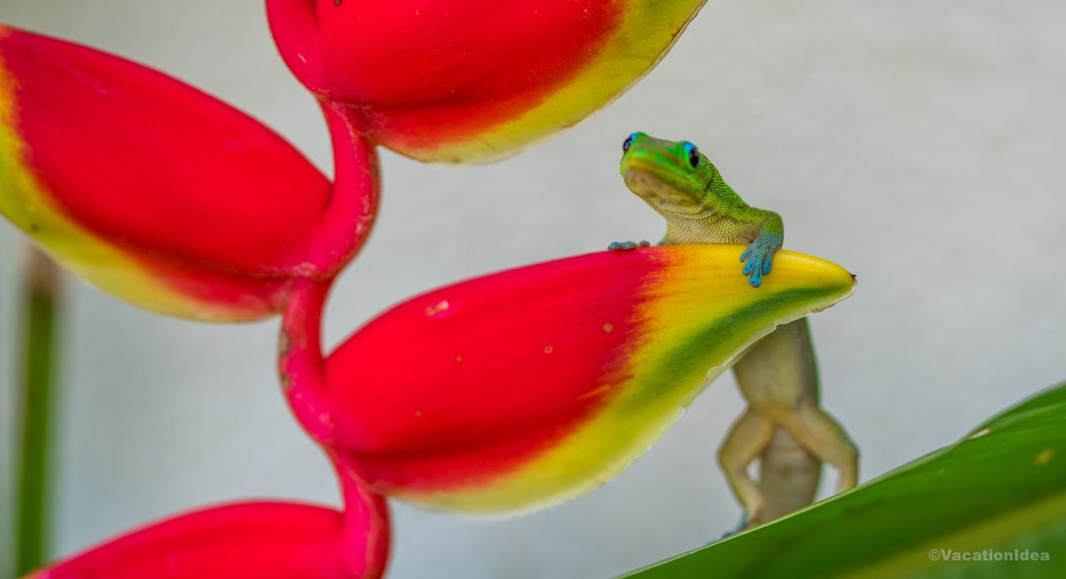 I took this photo of a cute gecko on a leaf in the tropics
