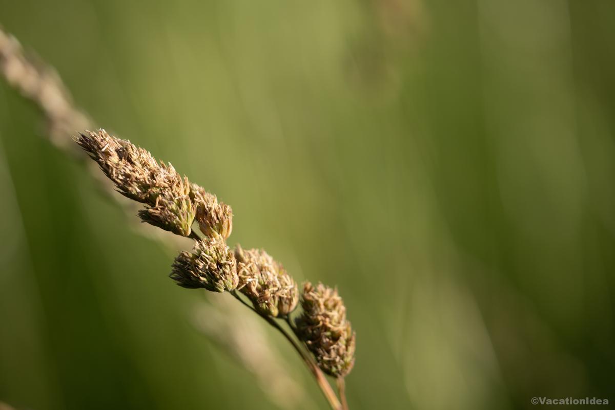 My photo of grass near the beach dunes