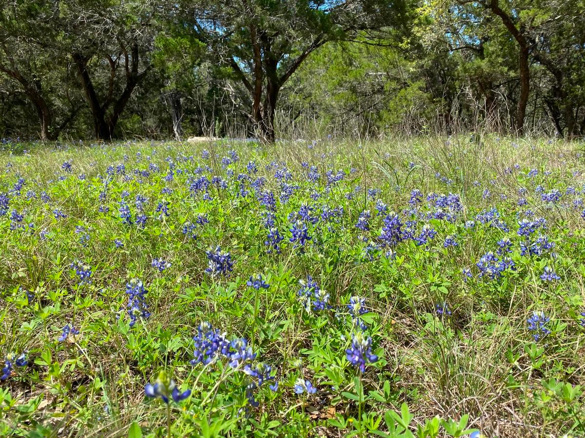 I took this photo of Texas bluebonnets this spring