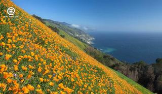 Fields of Flowers in Big Sur