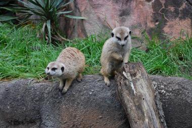 More Mammals at The Virginia Zoo