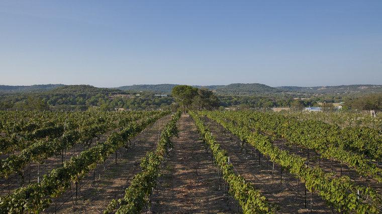 Experience Award-Winning Reds at Bending Branch Winery