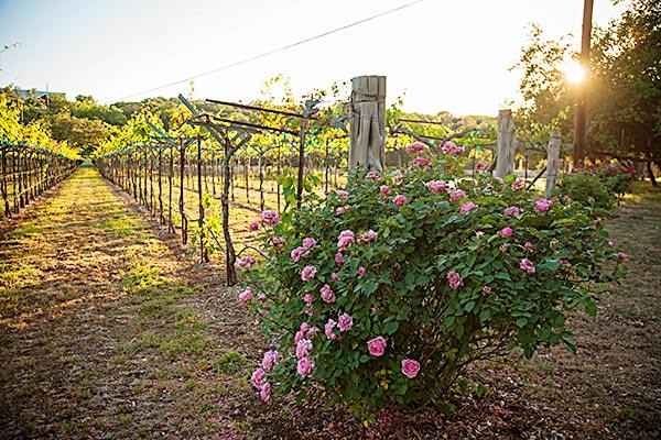 Dry Comal Creek Vineyards