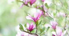 Spring flowers