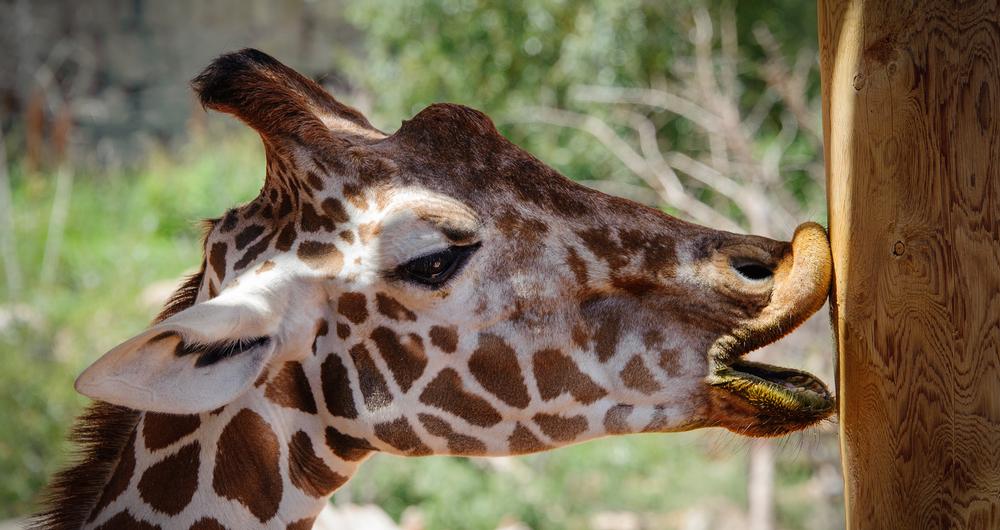 Cheyenne Mountain Zoo