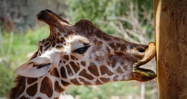 Cheyenne Mountain Zoo