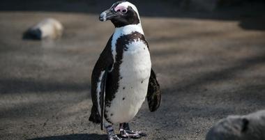 Penguins