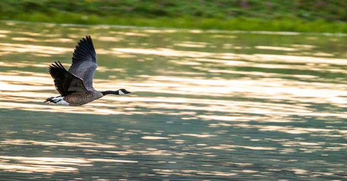 Montana Audubon Center