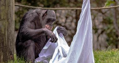 Chimpanzee