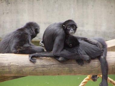 Zoo Exhibits