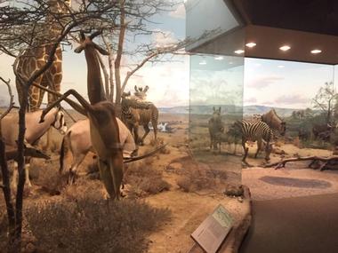 Polar World: Wyckoff Hall of Arctic Life