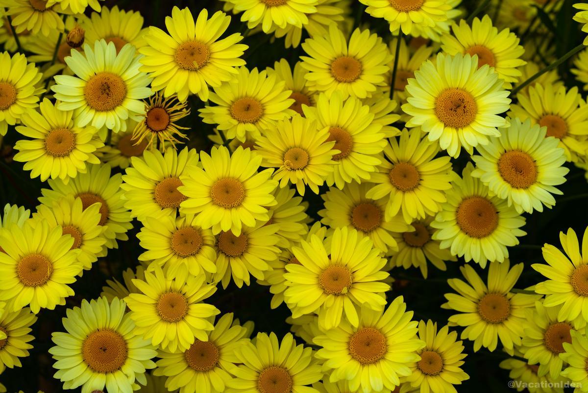 My photo of yellow blooms in a botanical garden