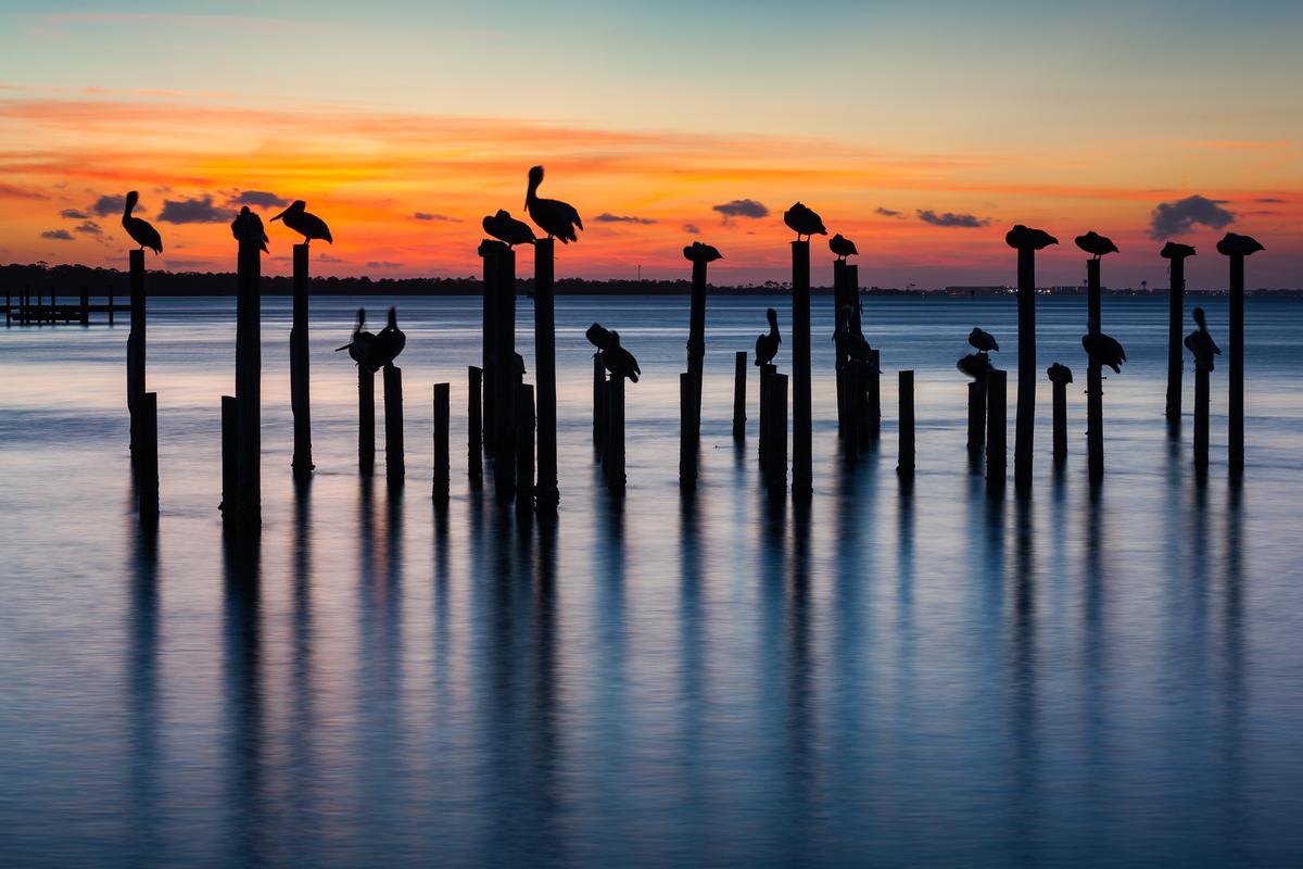 Pelican and Pier Piling Sunset Seascape Silhouettes