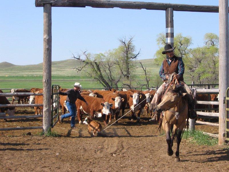 If You’re Fascinated by Ranching History, Visit the Wyoming Hereford Ranch