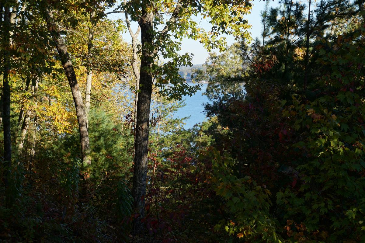Blue Ridge GA Woods and Forest