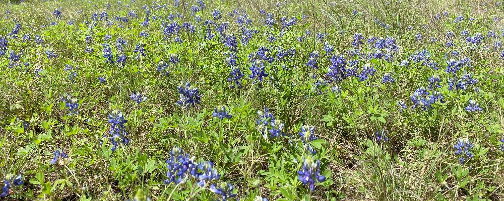 My photo of spring flowers in Port Angeles WA