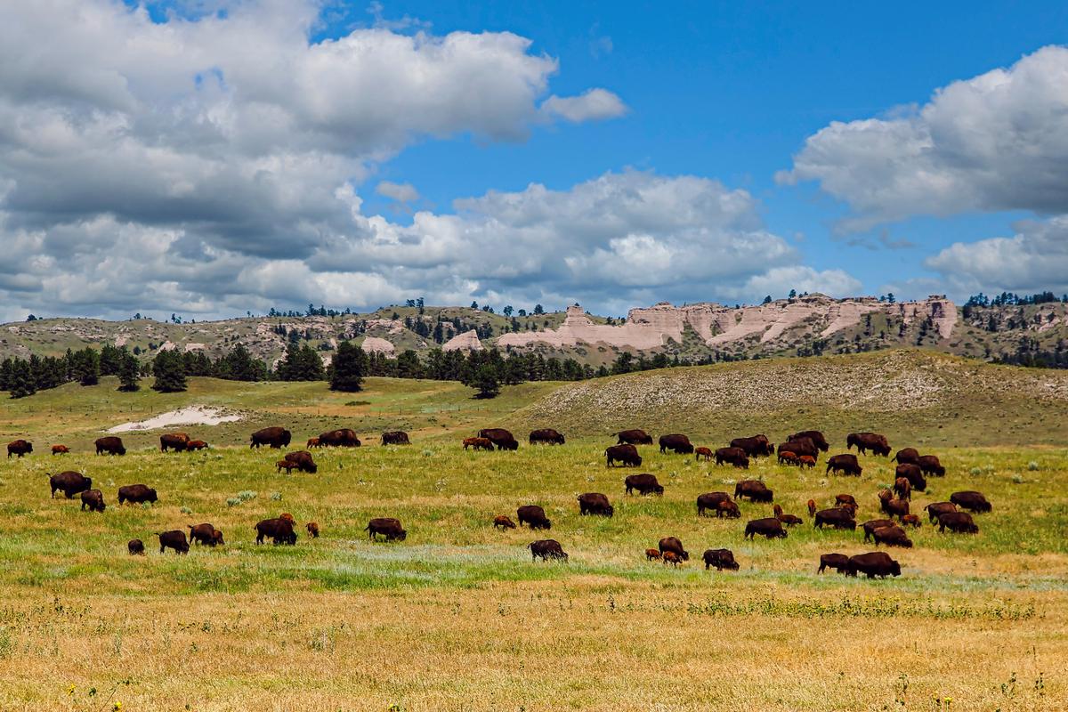 Bison Grazing in Summer at Fort Robinson State Park