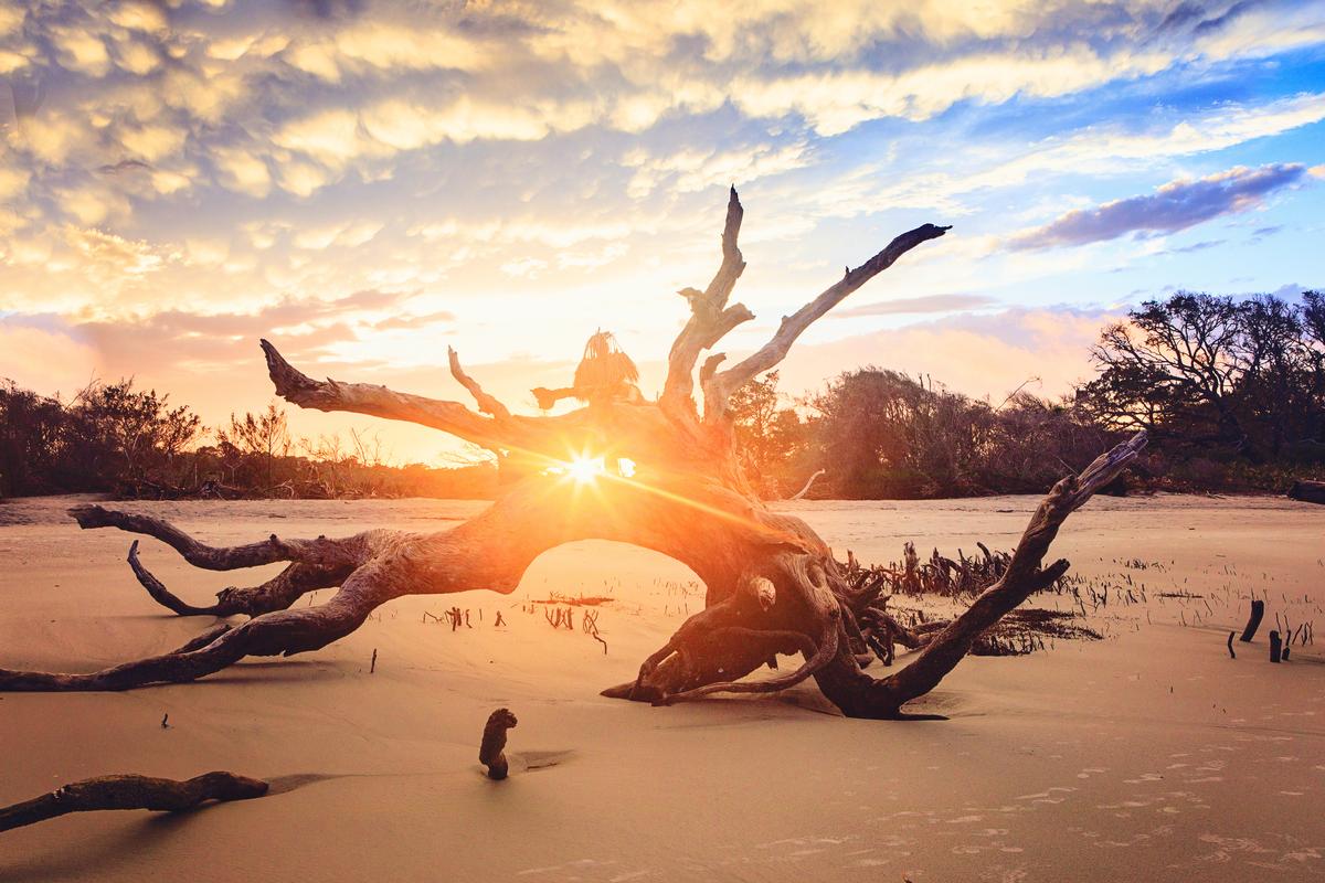 Orange sunset on Driftwood Beach, Jekyll Island, GA