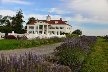 See the lavender fields in Sequim