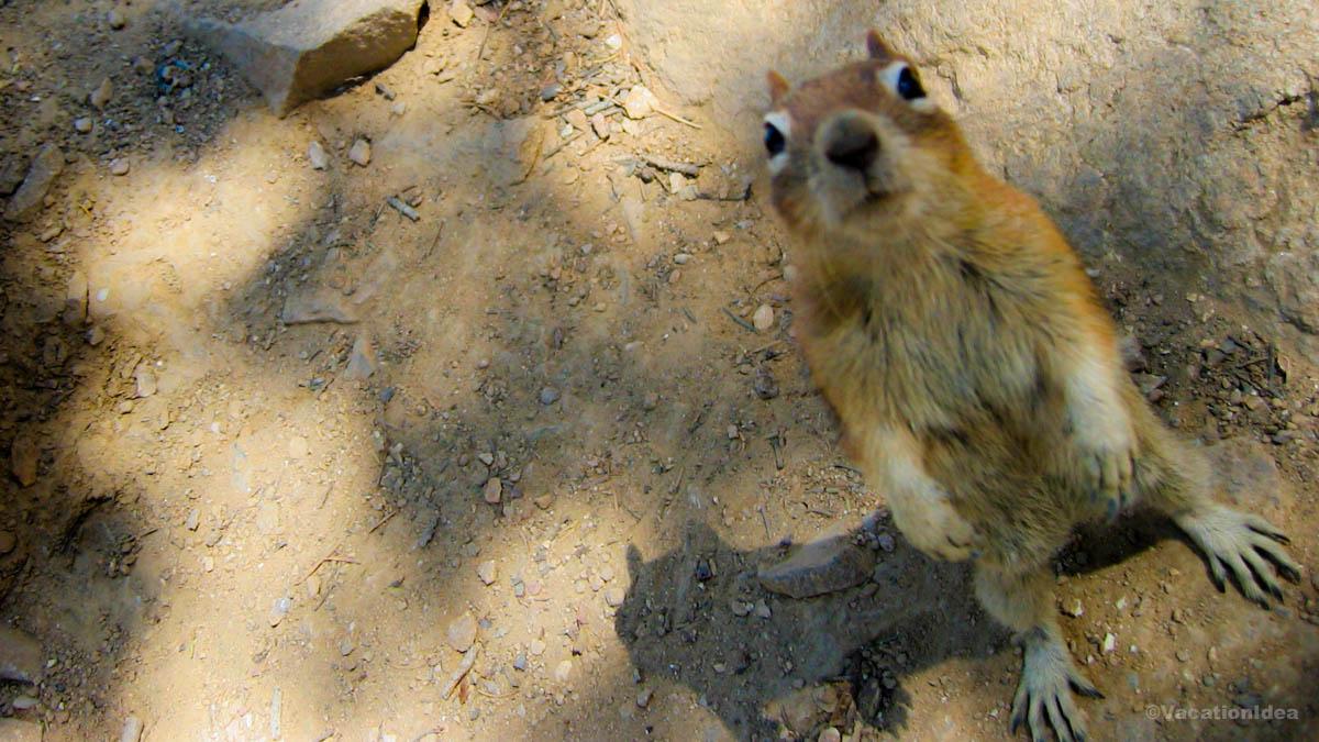 My photo of local wildlife