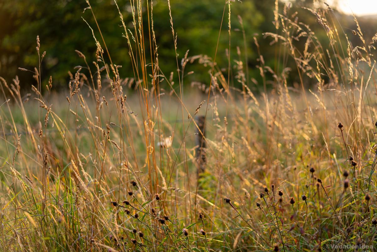I took this photo of dry grass in late summer