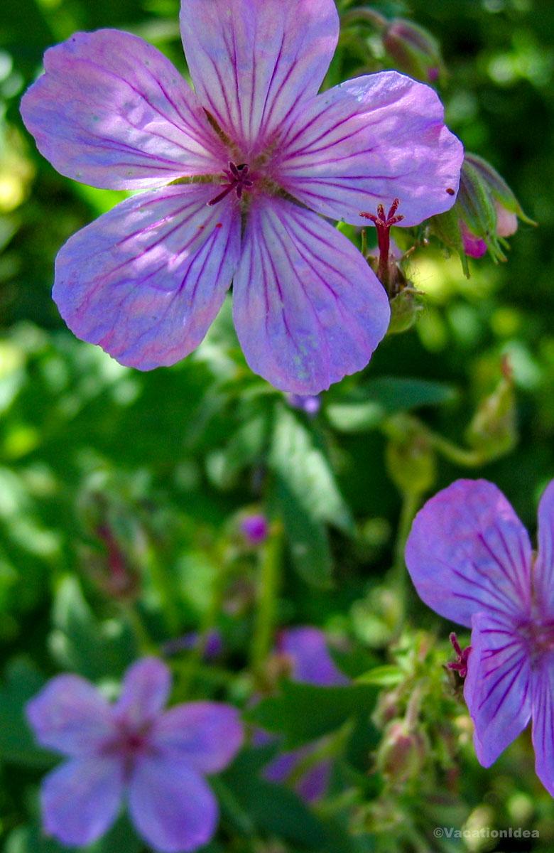 I took this photo of summer flowers on a hike