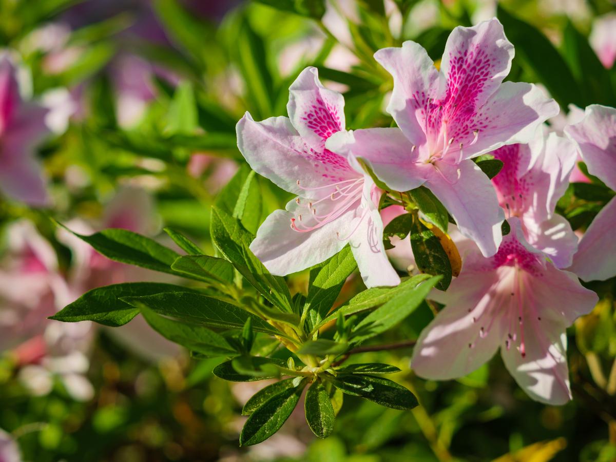 Blooming pink and white azalea flowers