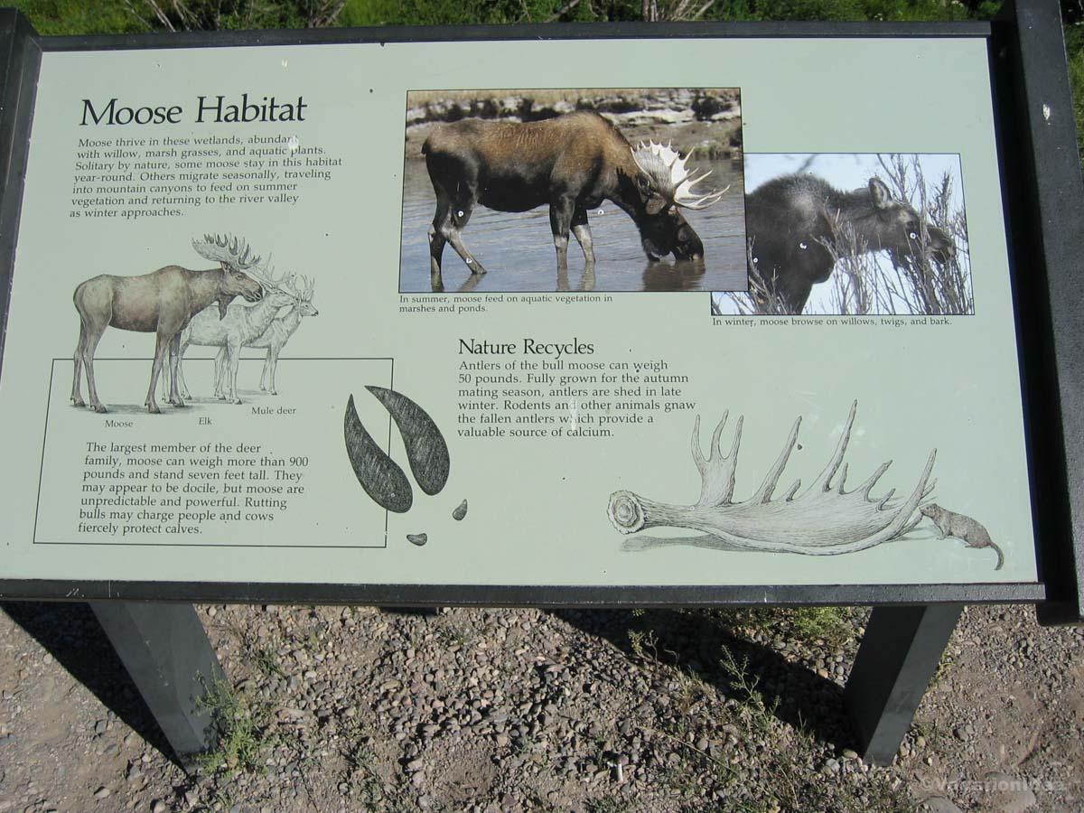 My photo of a sign explaining the life of Moose