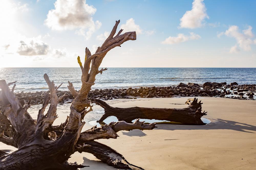 Driftwood Beach, Jekyll Island