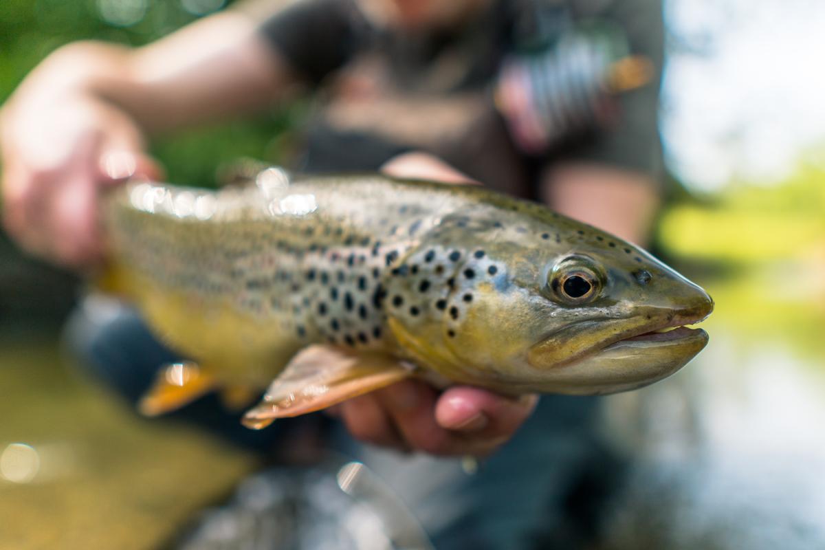 Fishing in Idaho