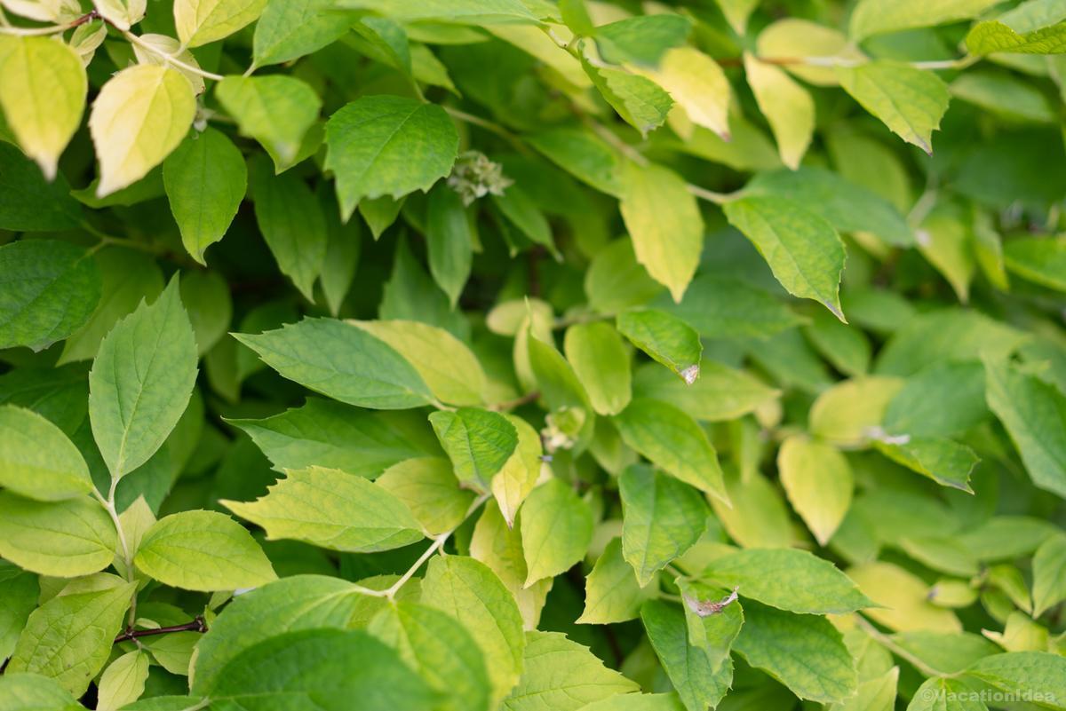 My photo of summer foliage on a hike