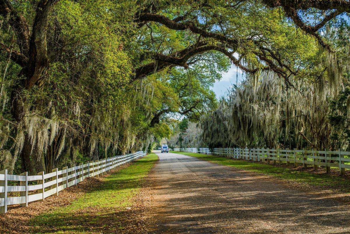 Country road, spanish moss