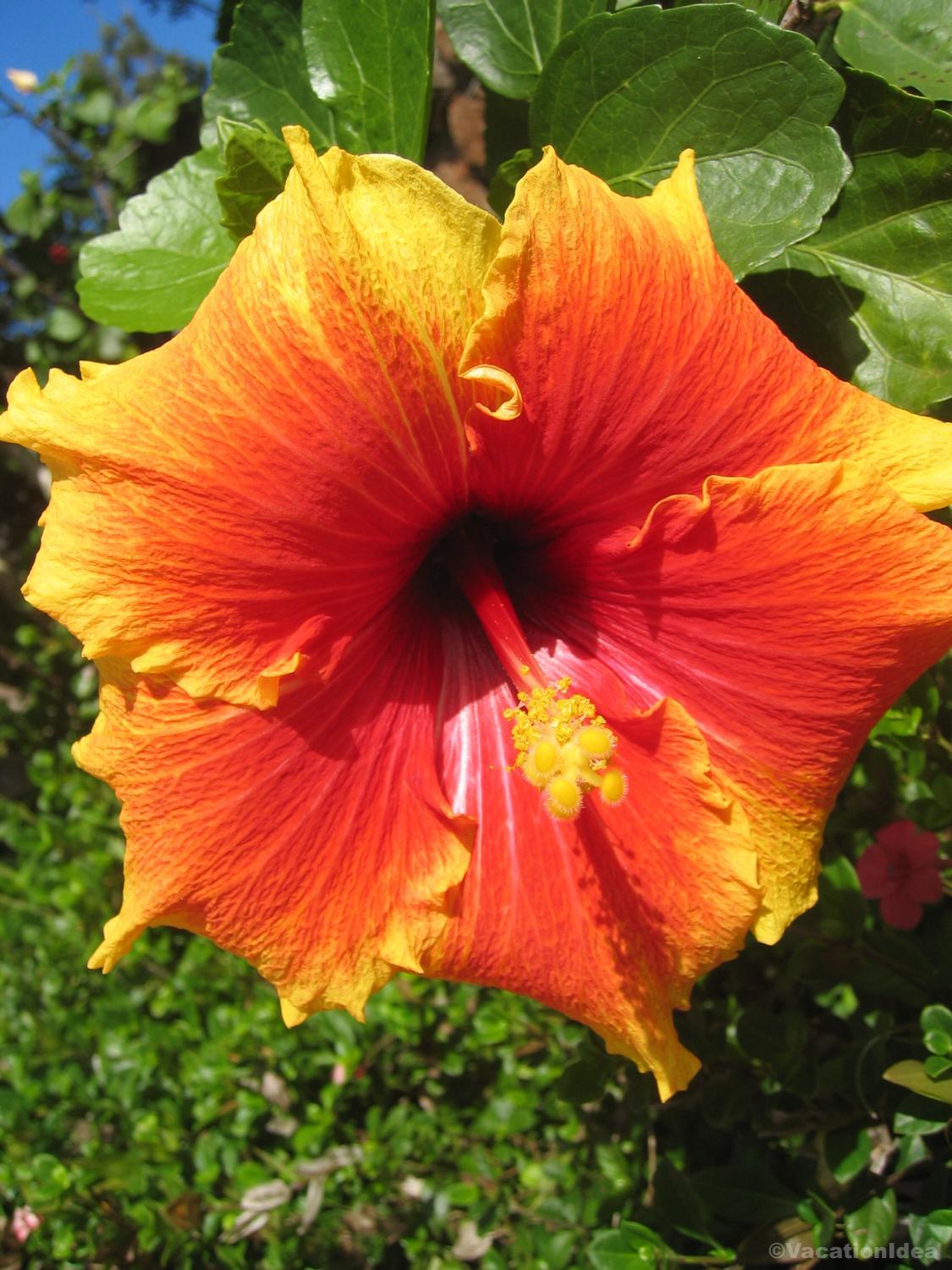 My photo of a flower