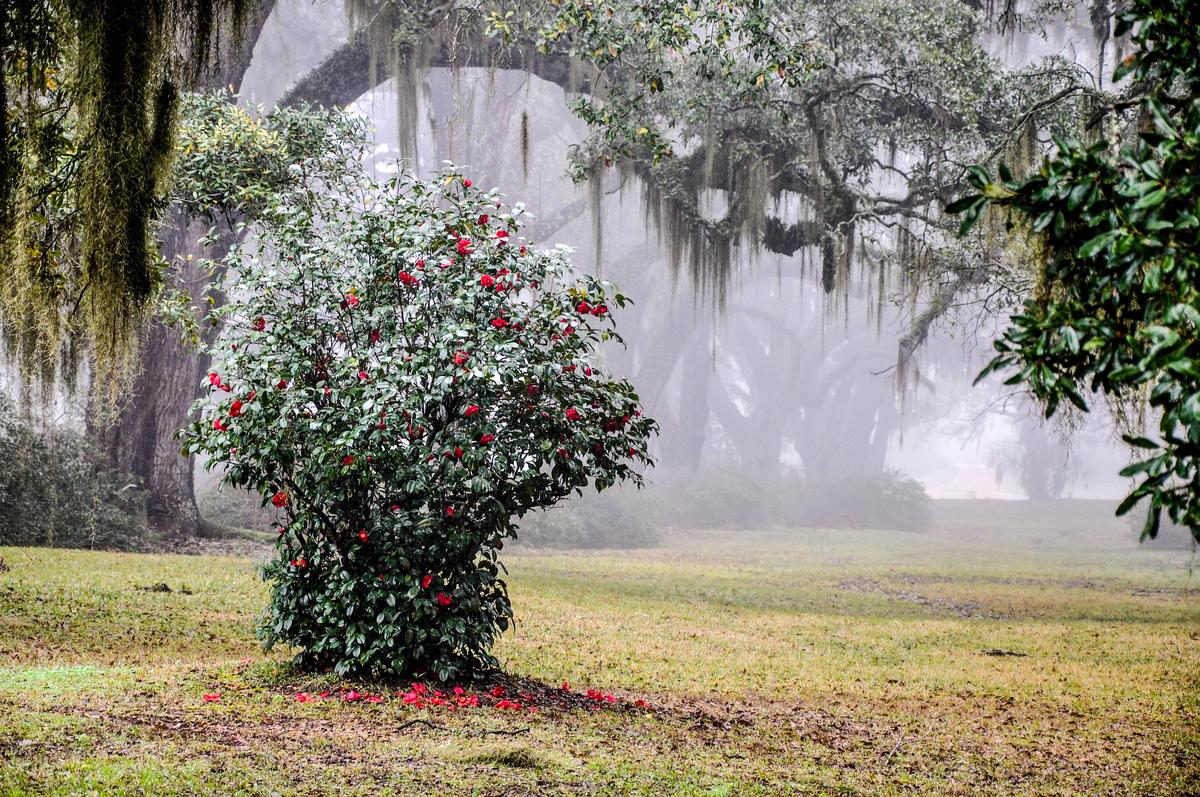 Tour movie-worthy grounds and enjoy a peaceful fall stroll through Southern history.