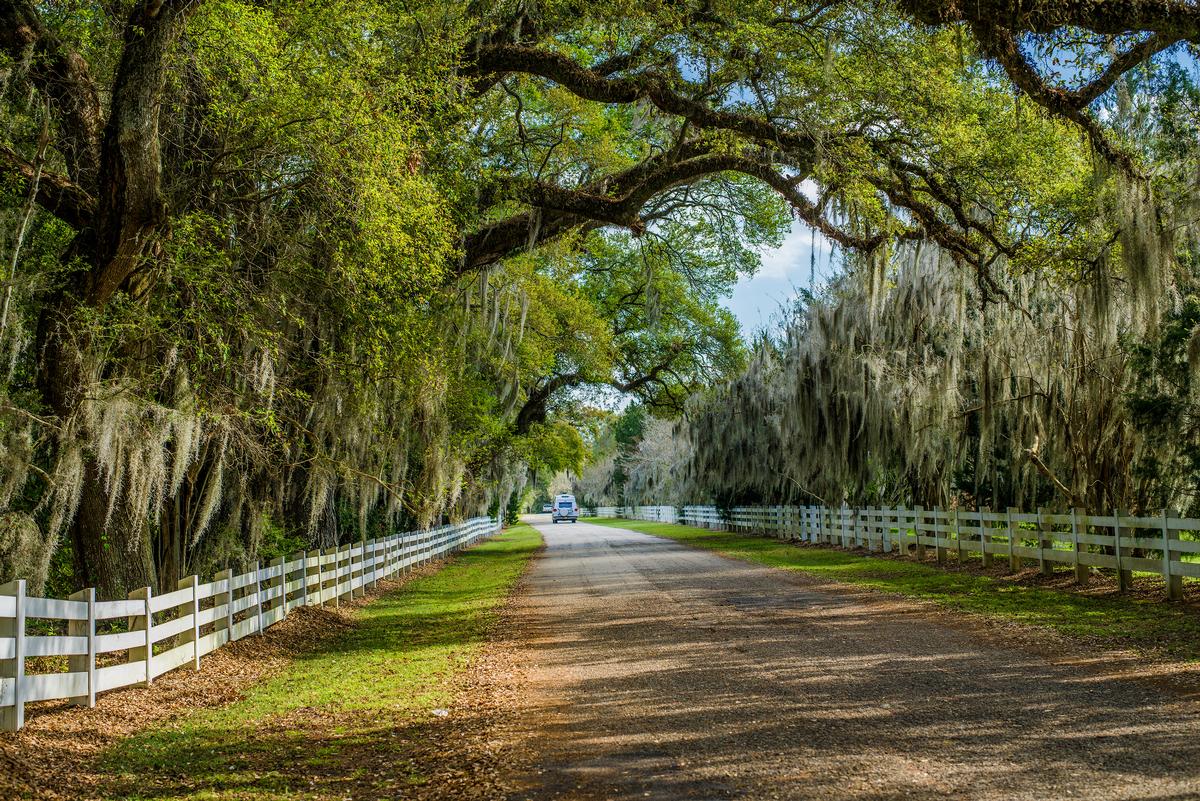 Country road, spanish moss