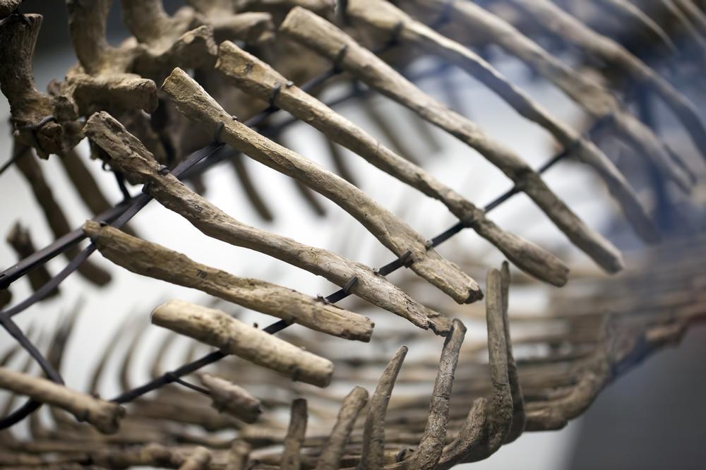 Step Into the Past at the Georgia Museum of Natural History