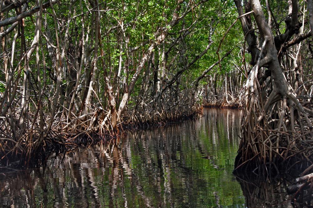 Ngurah Rai Mangrove Forest | Things to Do in Denpasar, Bali